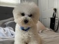 MALTESE TERRİER CİNSİ YAVRULAR EV ÜRETİMİ 