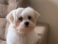 MALTESE TERRİER CİNSİ YAVRULAR EV ÜRETİMİ 