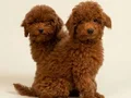 TOY POODLE SEVİMLİ YAVRULAR 
