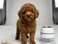TOY POODLE SEVİMLİ YAVRULAR 