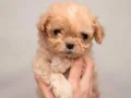 MALTİPOO CİNSİ YAVRULAR EV ÜRETİMİ 