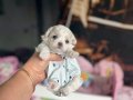 KAR BEYAZ MALTESE TERRİER CİNSLERİ 