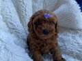 TOY POODLE SEVİMLİ YAVRULAR 