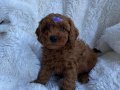 TOY POODLE SEVİMLİ YAVRULAR 