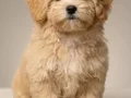 MALTİPOO CİNSİ YAVRULAR EV ÜRETİMİ 