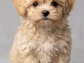 MALTİPOO CİNSİ YAVRULAR EV ÜRETİMİ 