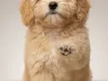 MALTİPOO CİNSİ YAVRULAR EV ÜRETİMİ 