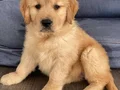 GOLDEN RETTİEVER KÜT BURUNLU YAVRULAR 