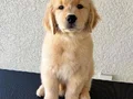 GOLDEN RETTİEVER KÜT BURUNLU YAVRULAR 