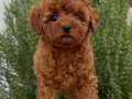 POODLE TOY CİNSİ YAVRULAR 