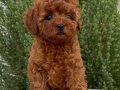 POODLE TOY CİNSİ YAVRULAR 