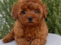 POODLE TOY CİNSİ YAVRULAR 