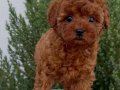 POODLE TOY CİNSİ YAVRULAR 