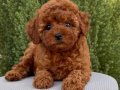 POODLE TOY CİNSİ YAVRULAR 