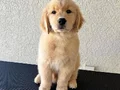 GOLDEN RETTİEVER KÜT BURUNLU 