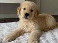 GOLDEN RETTİEVER KÜT BURUNLU YAVRULAR 
