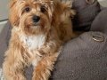 MALTİPOO CİNSİ YAVRULAR EV ÜRETİMİ 