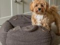 MALTİPOO CİNSİ YAVRULAR EV ÜRETİMİ 