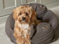MALTİPOO CİNSİ YAVRULAR EV ÜRETİMİ 