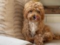 MALTİPOO CİNSİ YAVRULAR EV ÜRETİMİ 