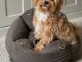 MALTİPOO CİNSİ YAVRULAR EV ÜRETİMİ 