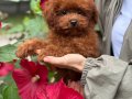 RED TOY POODLE SEVİMLİ YAVRULAR 