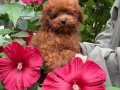 RED TOY POODLE SEVİMLİ YAVRULAR 