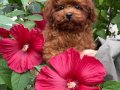 RED TOY POODLE SEVİMLİ YAVRULAR 