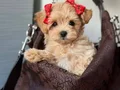 MALTİPOO CİNSİ YAVRULAR EV ÜRETİMİ 