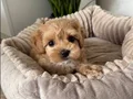 MALTİPOO CİNSİ YAVRULAR EV ÜRETİMİ 