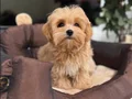 MALTİPOO CİNSİ YAVRULAR EV ÜRETİMİ 