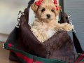 MALTİPOO CİNSİ YAVRULAR EV ÜRETİMİ 