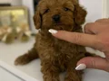 TOY POODLE SEVİMLİ YAVRULAR EV ÜRETİMİ 