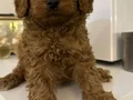 TOY POODLE SEVİMLİ YAVRULAR EV ÜRETİMİ 