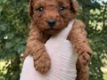 TOY POODLE SEVİMLİ YAVRULAR EV ÜRETİMİ 