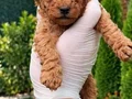TOY POODLE SEVİMLİ YAVRULAR EV ÜRETİMİ 