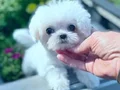 MALTESE TERRİER CİNSİ YAVRULAR 
