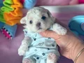 MALTESE TERRİER CİNSİ YAVRULAR 