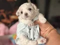MALTESE TERRİER CİNSİ YAVRULAR 