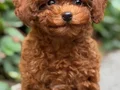 TOY POODLE SEVİMLİ YAVRULAR 