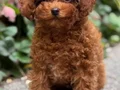 TOY POODLE SEVİMLİ YAVRULAR 