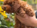 TOY POODLE SEVİMLİ YAVRULAR 