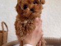 MALTİPOO CİNSİ YAVRULAR EV ÜRETİMİ 