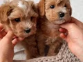MALTİPOO CİNSİ YAVRULAR EV ÜRETİMİ 