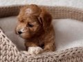 MALTİPOO CİNSİ YAVRULAR EV ÜRETİMİ 