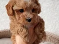 MALTİPOO CİNSİ YAVRULAR EV ÜRETİMİ 