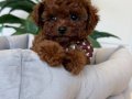 TOY POODLE SEVİMLİ YAVRULAR EV ÜRETİMİ 