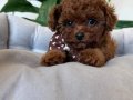 TOY POODLE SEVİMLİ YAVRULAR EV ÜRETİMİ 