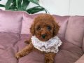 TOY POODLE SEVİMLİ YAVRULAR EV ÜRETİMİ 