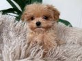 KAHVE TONLU MALTİPOO CİNSİ YAVRULAR 